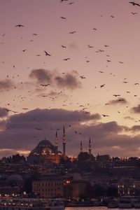 Flock of birds flying over city buildings