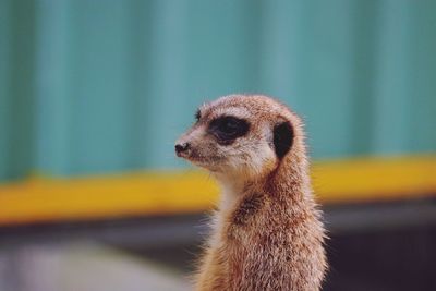 Close-up of meerkat looking away while standing outdoors