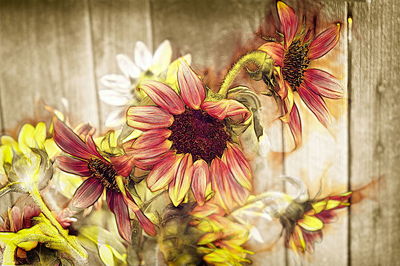 Close-up of flowers against blurred background