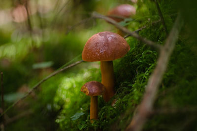 Close-up of mushroom growing on field