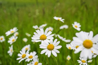 Close-up of white daisy flowers on field