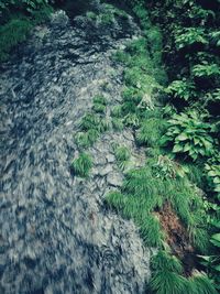 High angle view of plants growing on land