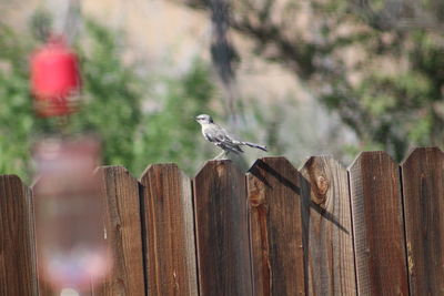 Mockingbird perching on wooden post