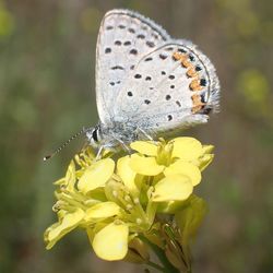 Close-up of butterfly pollinating on flower