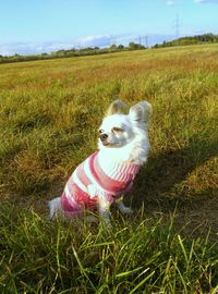 Dog on grassy field against sky