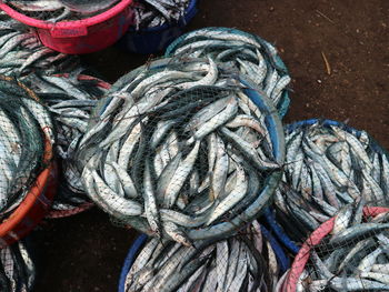 High angle view of dead fish in baskets