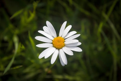 Close-up of flower blooming in park