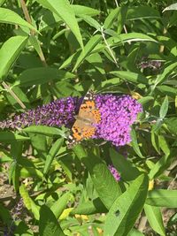 High angle view of butterfly pollinating on purple flower