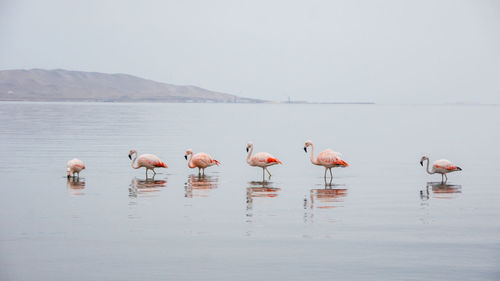 Birds in lake