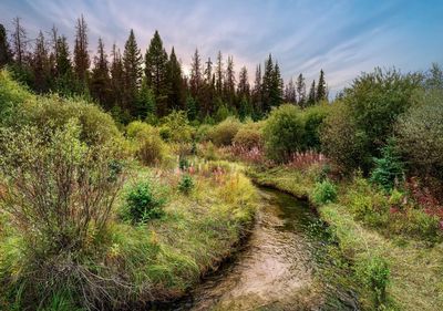 Plants growing on land against sky