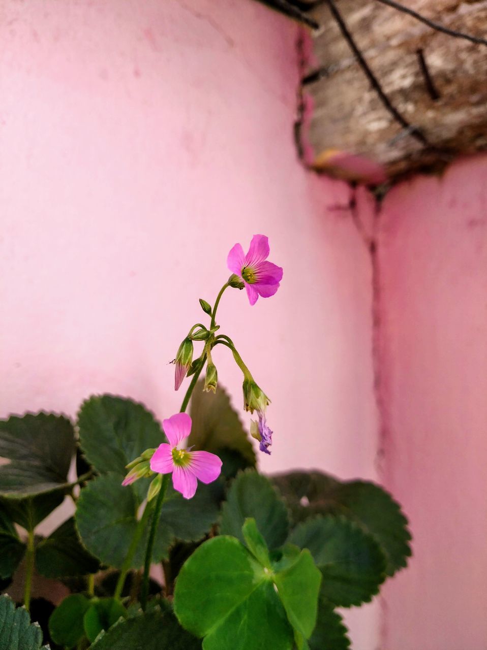 plant, pink color, flower, flowering plant, vulnerability, fragility, freshness, beauty in nature, close-up, growth, plant part, leaf, petal, nature, flower head, no people, inflorescence, day, focus on foreground, wall - building feature, outdoors