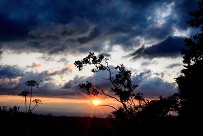 Silhouette trees against sky during sunset