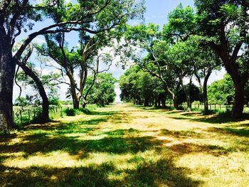 Trees on field against sky