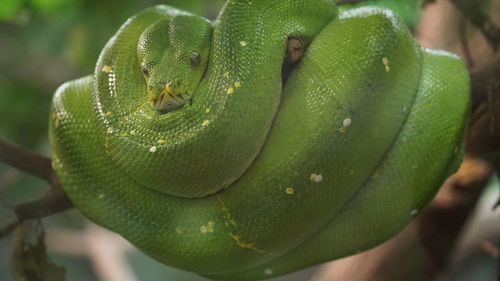 Close-up of green tree python snake