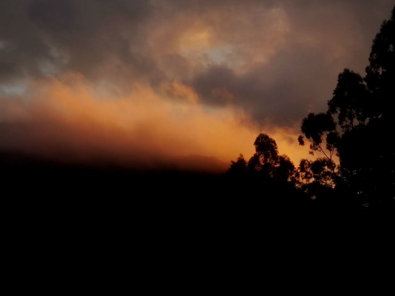 SILHOUETTE TREES AGAINST DRAMATIC SKY