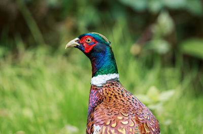 Close-up of pheasant on grassy field