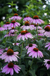 Close-up of purple flowering plants