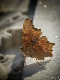 Close-up of butterfly on dry leaf