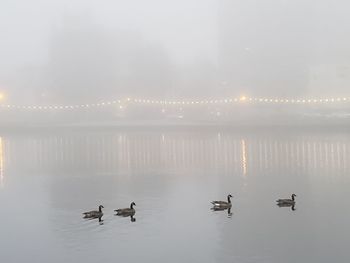 Ducks swimming in lake