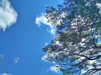 Low angle view of tree against sky