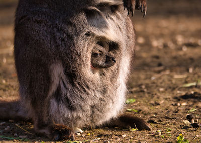 Close up of a young kangaroo baby looking out of mums pouch