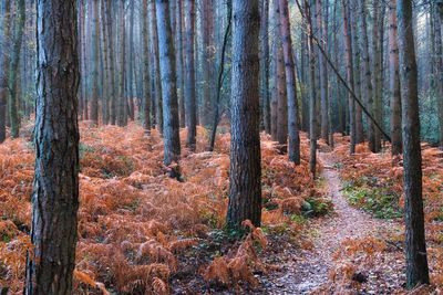 Trees in forest during autumn