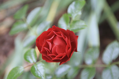 Close-up of red rose blooming outdoors