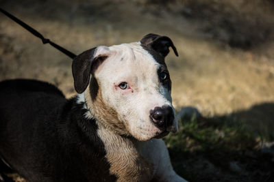 Close-up portrait of a dog looking away