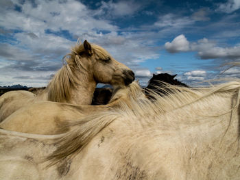 Horses standing against sky
