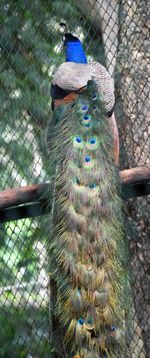 Close-up of peacock in cage at zoo