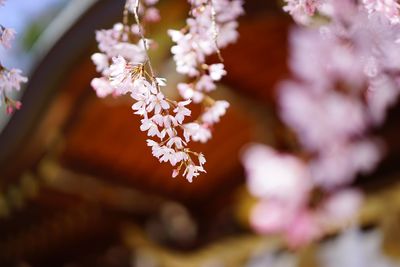 Close-up of cherry blossom