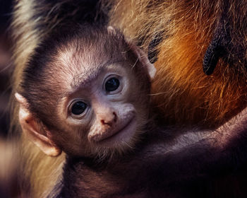 That smile, new born monkey, looking at camera with curiosity passing heart touching smile. 