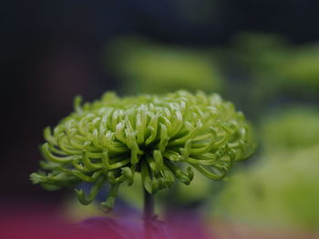 Close-up of flowering plant