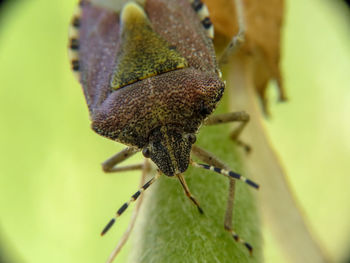 Close-up of insect on leaf