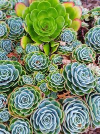 Full frame shot of succulent plant