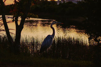 View of birds on lake during sunset