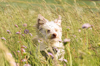 View of dog on field