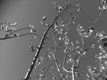 Low angle view of tree against sky