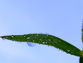 Close-up of wet plant against clear blue sky