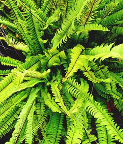 Full frame shot of fern leaves