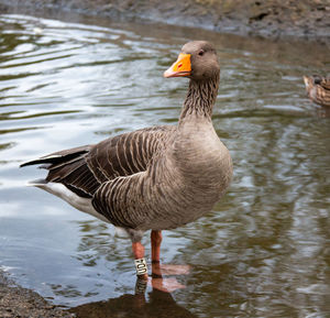 Close-up of goose in lake