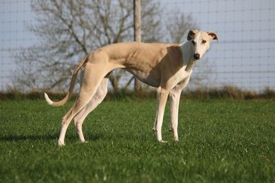 Side view of dog standing on field