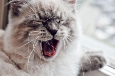 Close-up of cat yawning