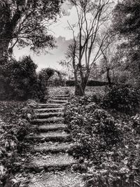 Walkway amidst trees on landscape against sky