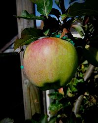 Close-up of apple on tree