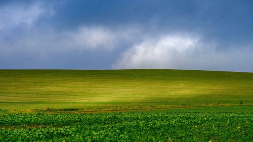 Scenic view of agricultural field against sky