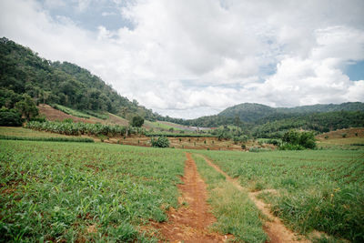 Scenic view of agricultural field against sky