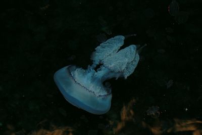 Close-up of jellyfish swimming in sea