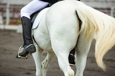 Close-up of horse standing on field