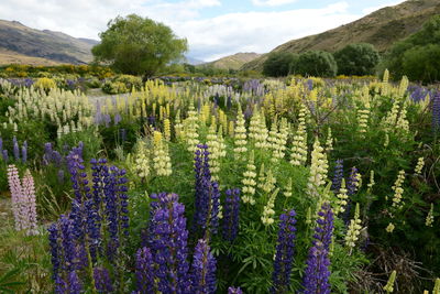 Scenic view of flowering plants on field against cloudy sky